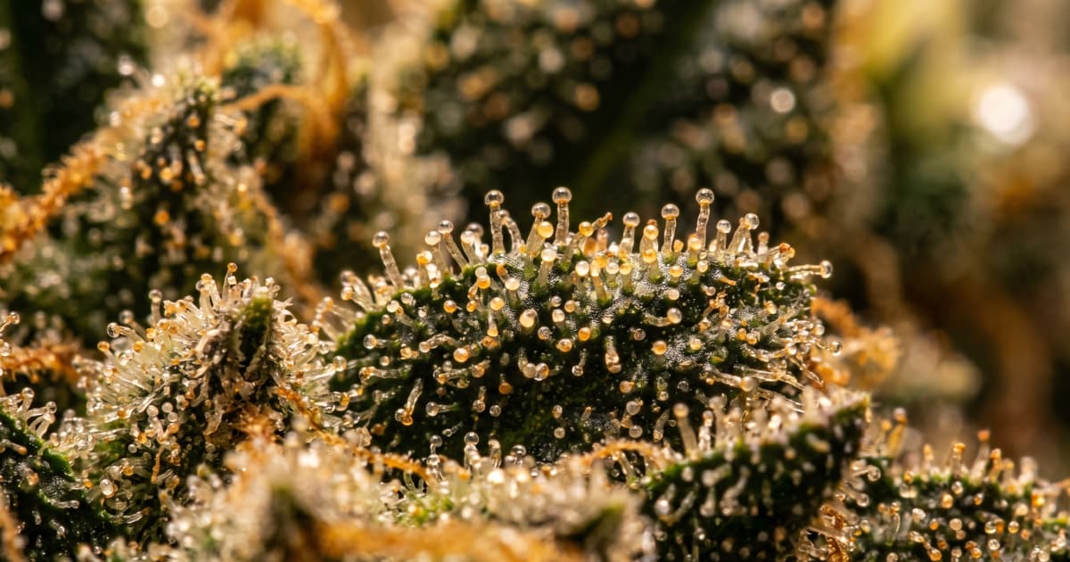 How powerful is THCA?