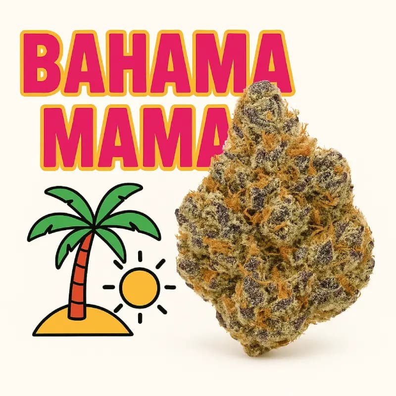 Bahama Mama Indoor THCa Flower