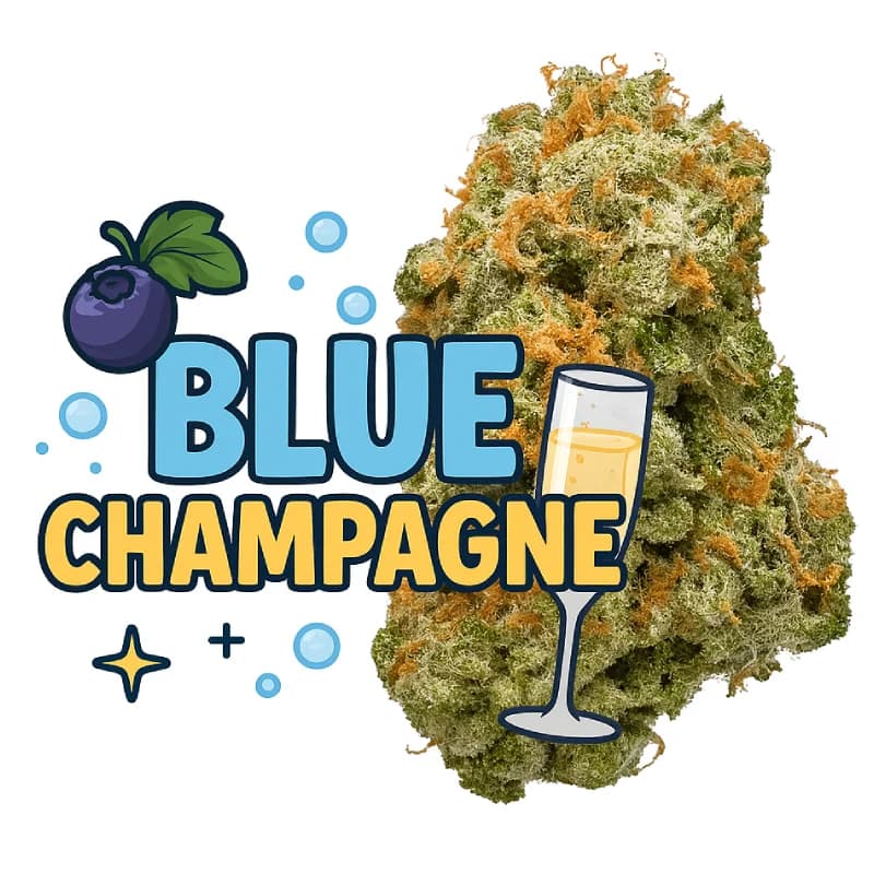 Blue Champagne Exotic THCa Flower