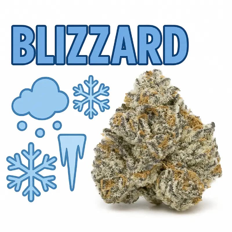 Blizzard Indoor THCa Flower