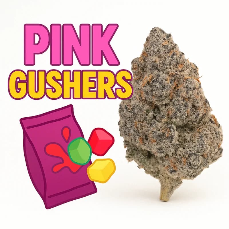 Pink Gushers Indoor THCa Flower