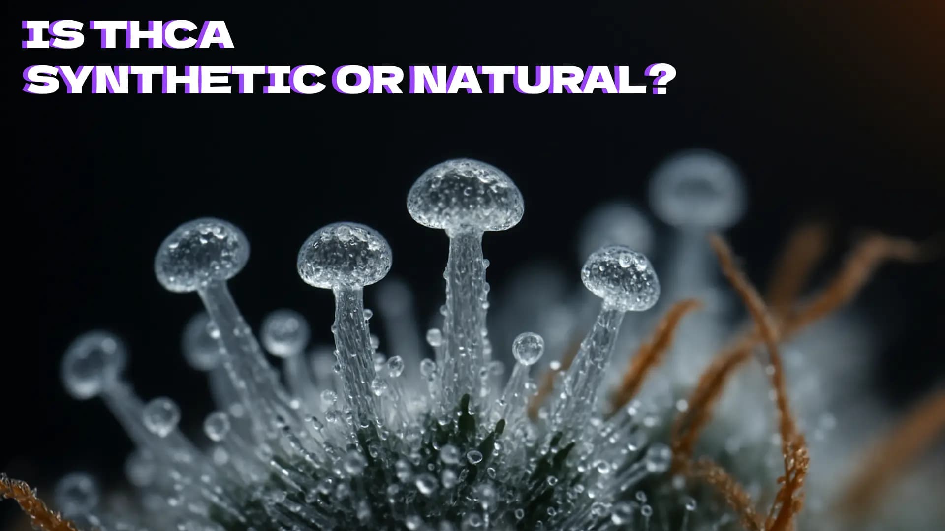 Is THCA Synthetic or Natural? - BakeBoxx blog article