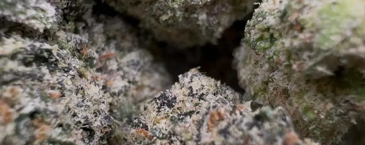 Best THCA Flower In USA - Top Tier Hemp Nationwide!