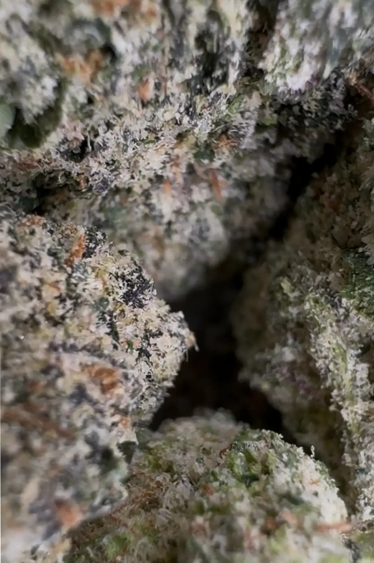 Best THCA Flower In USA - Top Tier Hemp Nationwide!