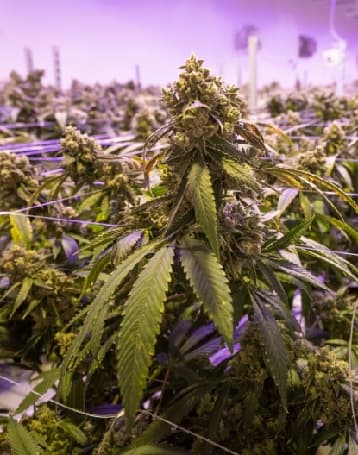 How is BakeBoxx legal? - BakeBoxx feature illustration