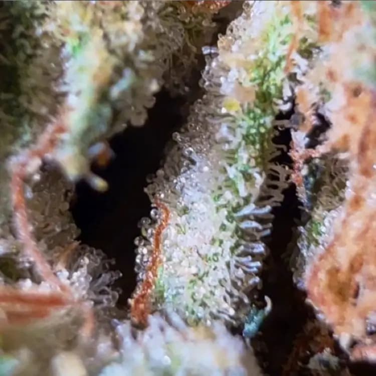 THCA flower clearance deals showing discounted flower ounces, multi-strain bundles, pre-roll packs, and edible bundles from BakeBoxx clearance section