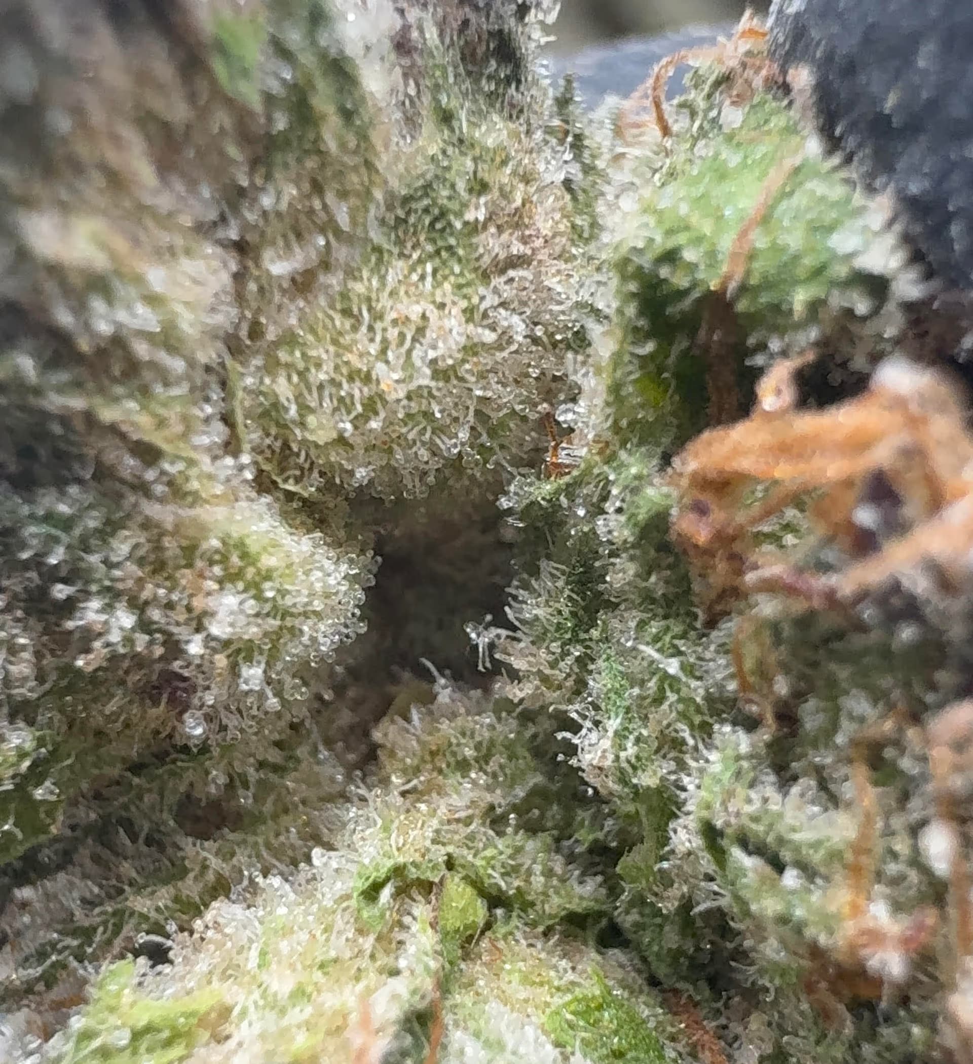 Shopping THCA flower online