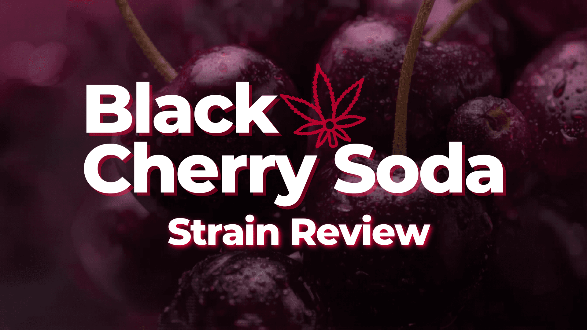 Black Cherry Soda Strain Review - BakeBoxx blog article