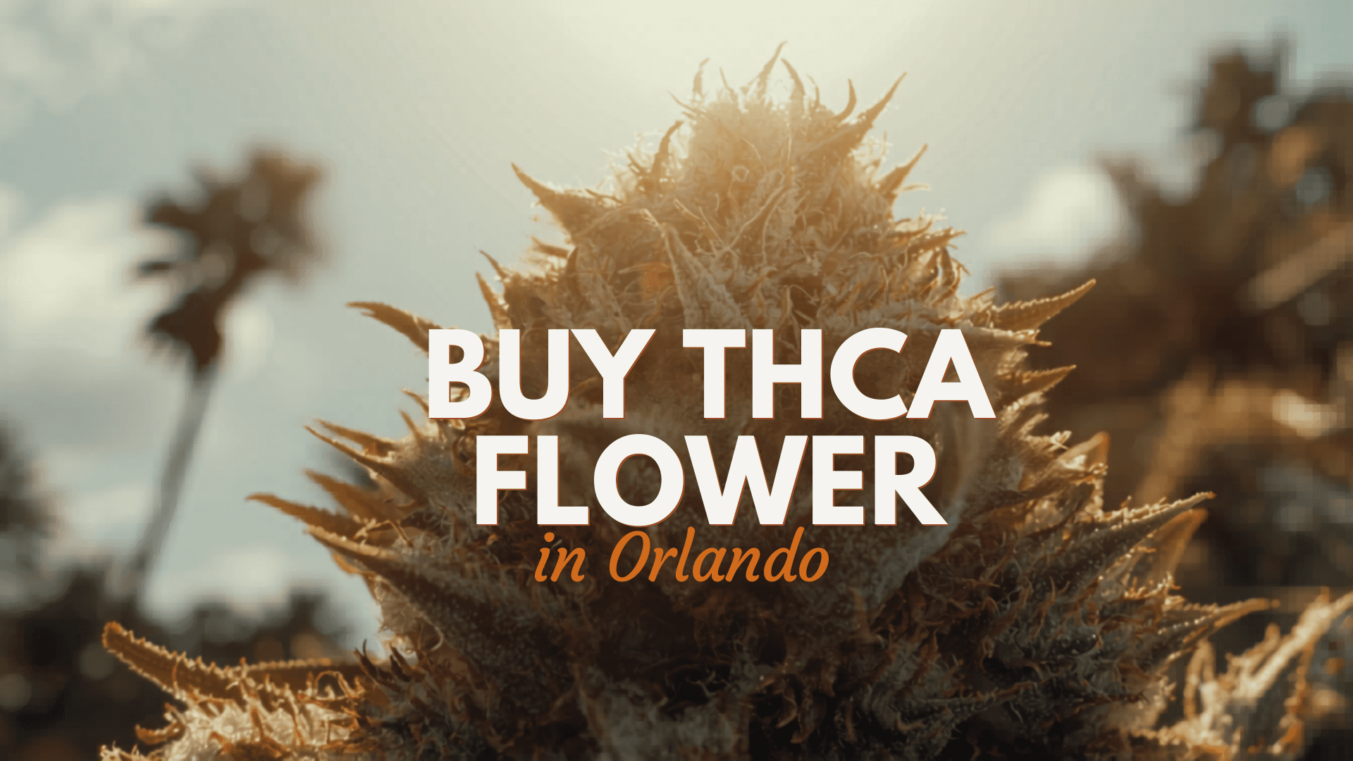 Buy THCa Flower in Orlando - Shipped Fresh From Florida - BakeBoxx blog article