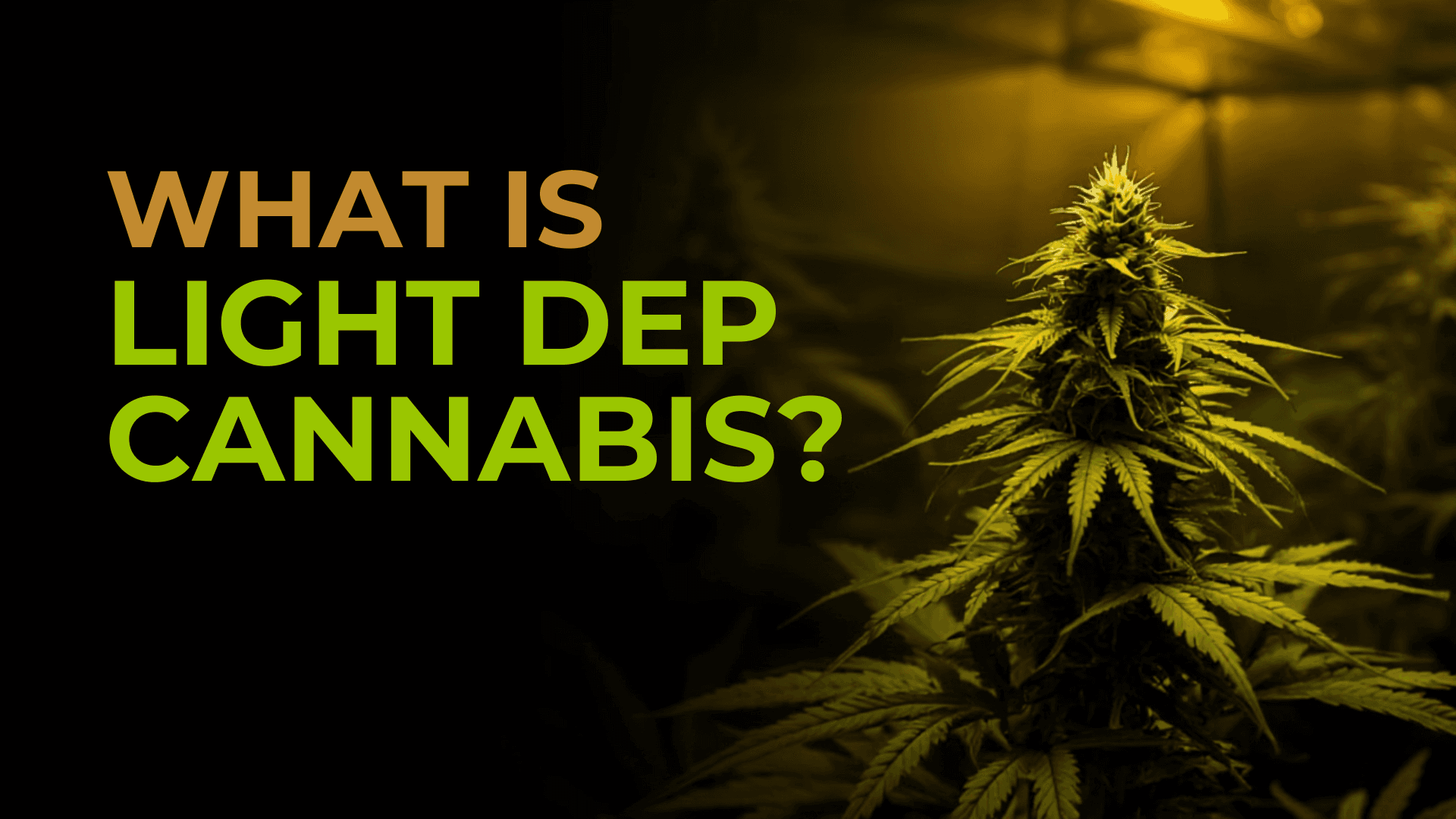 What Is Light Dep Cannabis? - BakeBoxx blog article