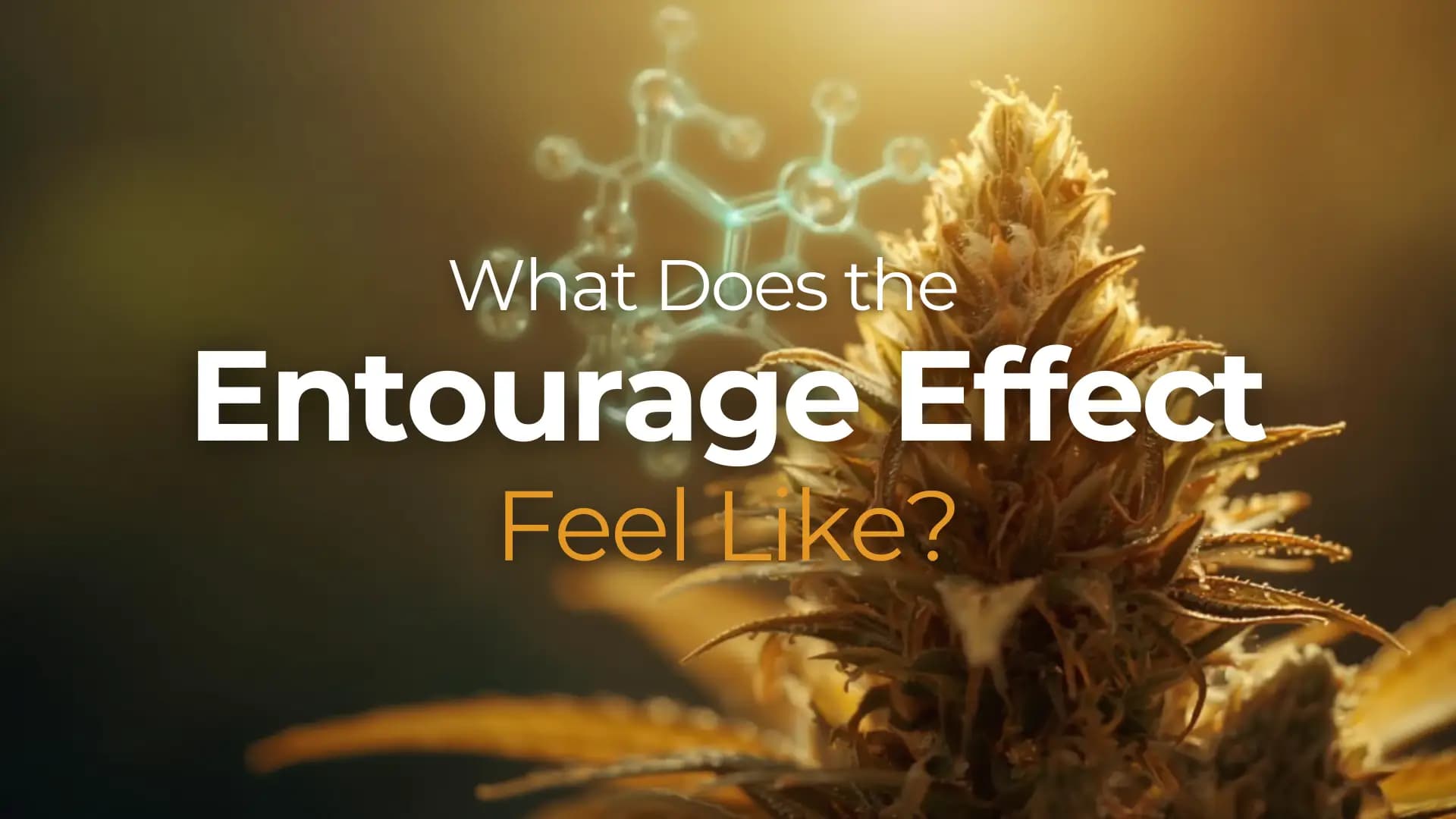 What Does the Entourage Effect Feel Like? - BakeBoxx blog article