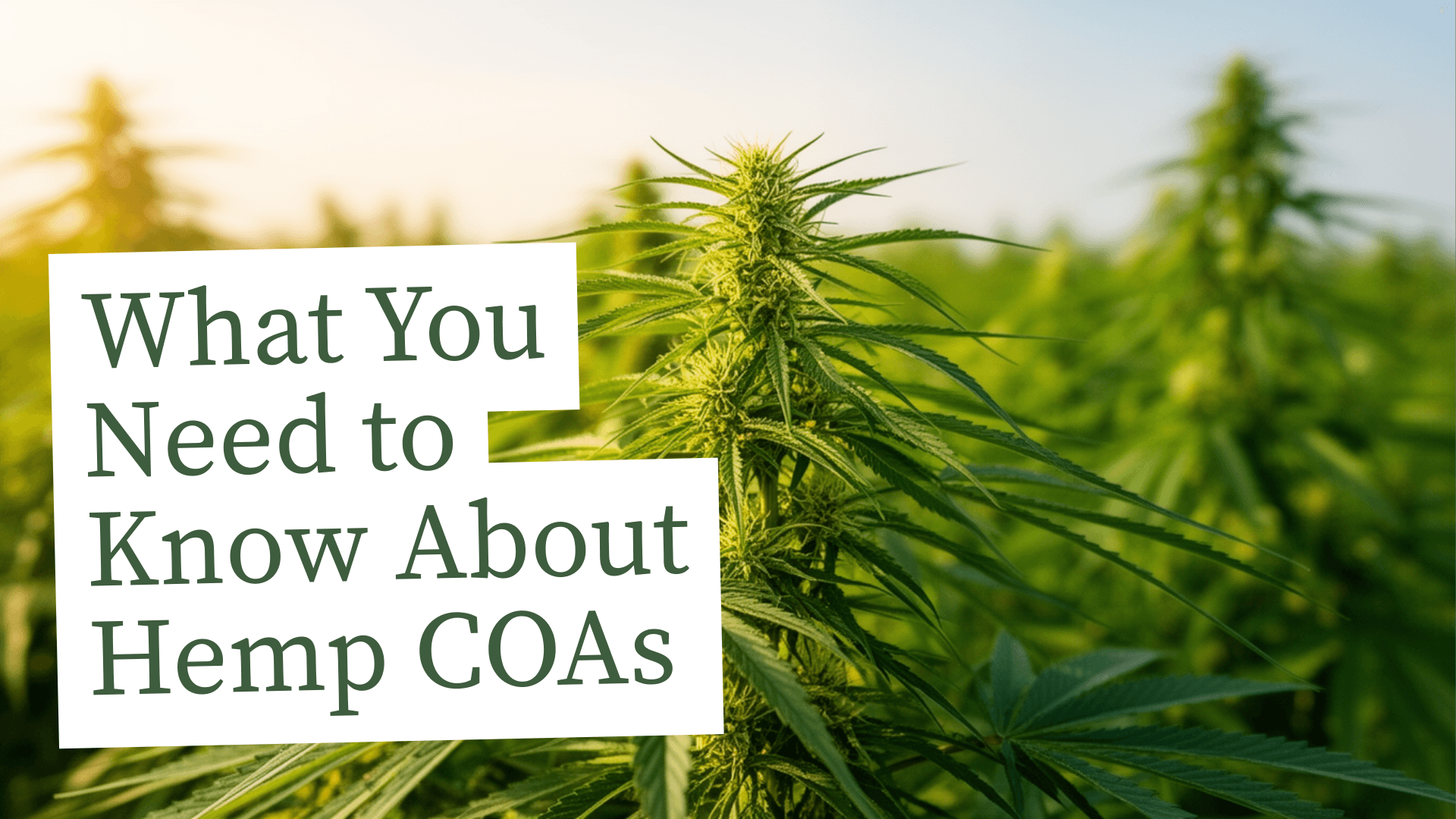 What is A Hemp COA? - BakeBoxx blog article